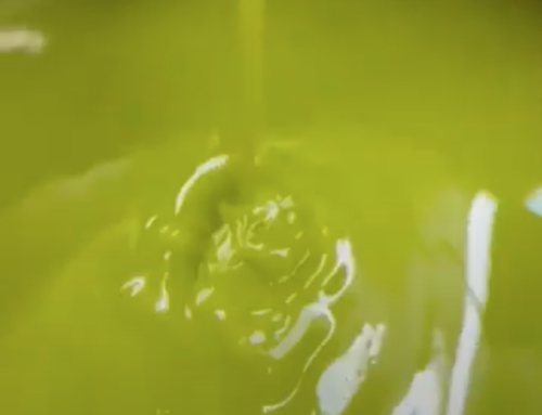 Il succo di oliva – La Nocellara del Belice